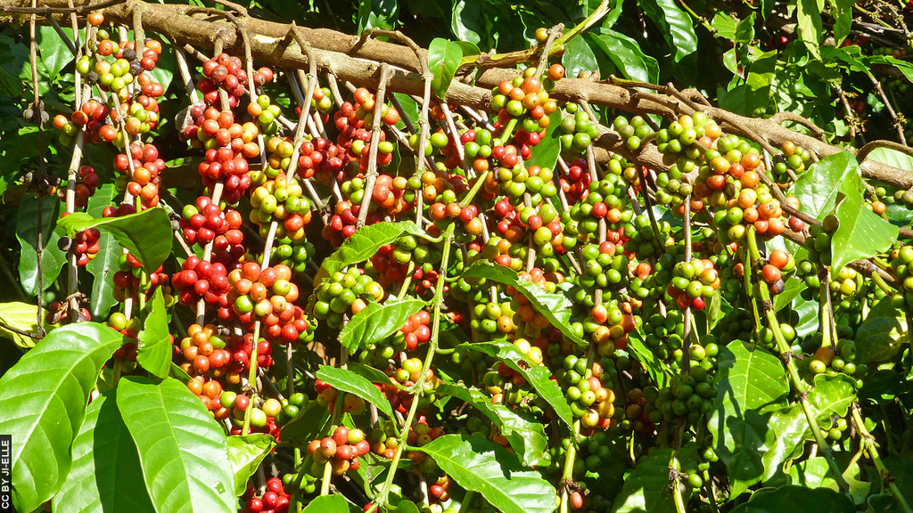Blog Ativa | Plantação de café no Vale de Viñales
