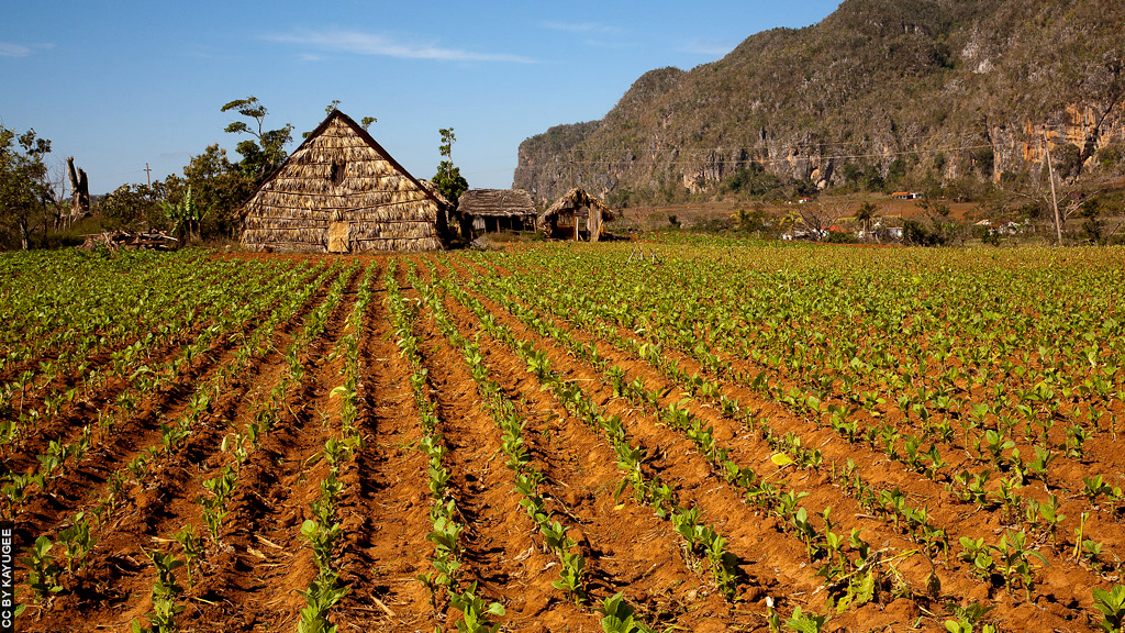Blog Ativa | Plantação de Tabaco no Vale de Viñales