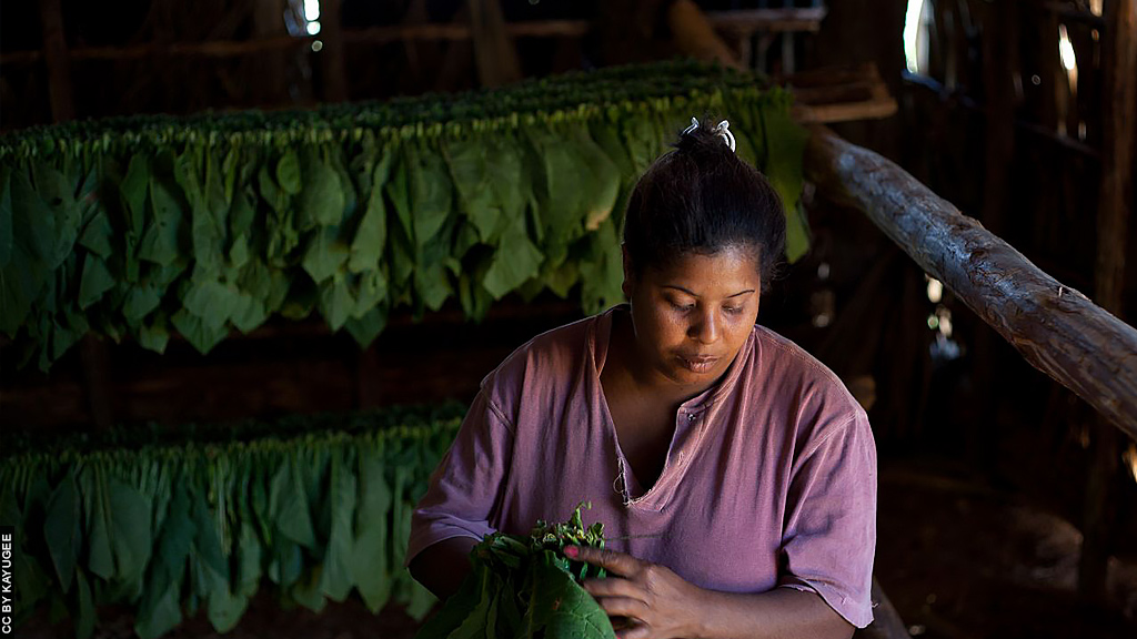 Blog Ativa | Plantação de Tabaco no Vale de Viñales