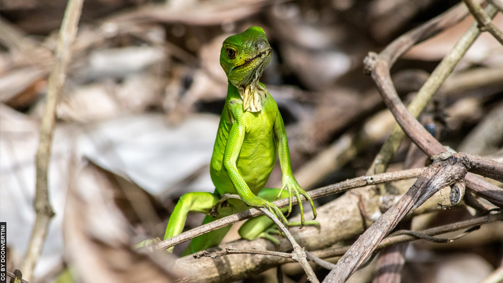 Blog Ativa | Parque Nacional Manuel Antonio